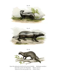 Zorilla, 1860